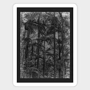 Bangalow Palms in the rainforest Magnet